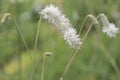 White Asian burnet Sanguisorba tenuifolia, flowerstalks Royalty Free Stock Photo